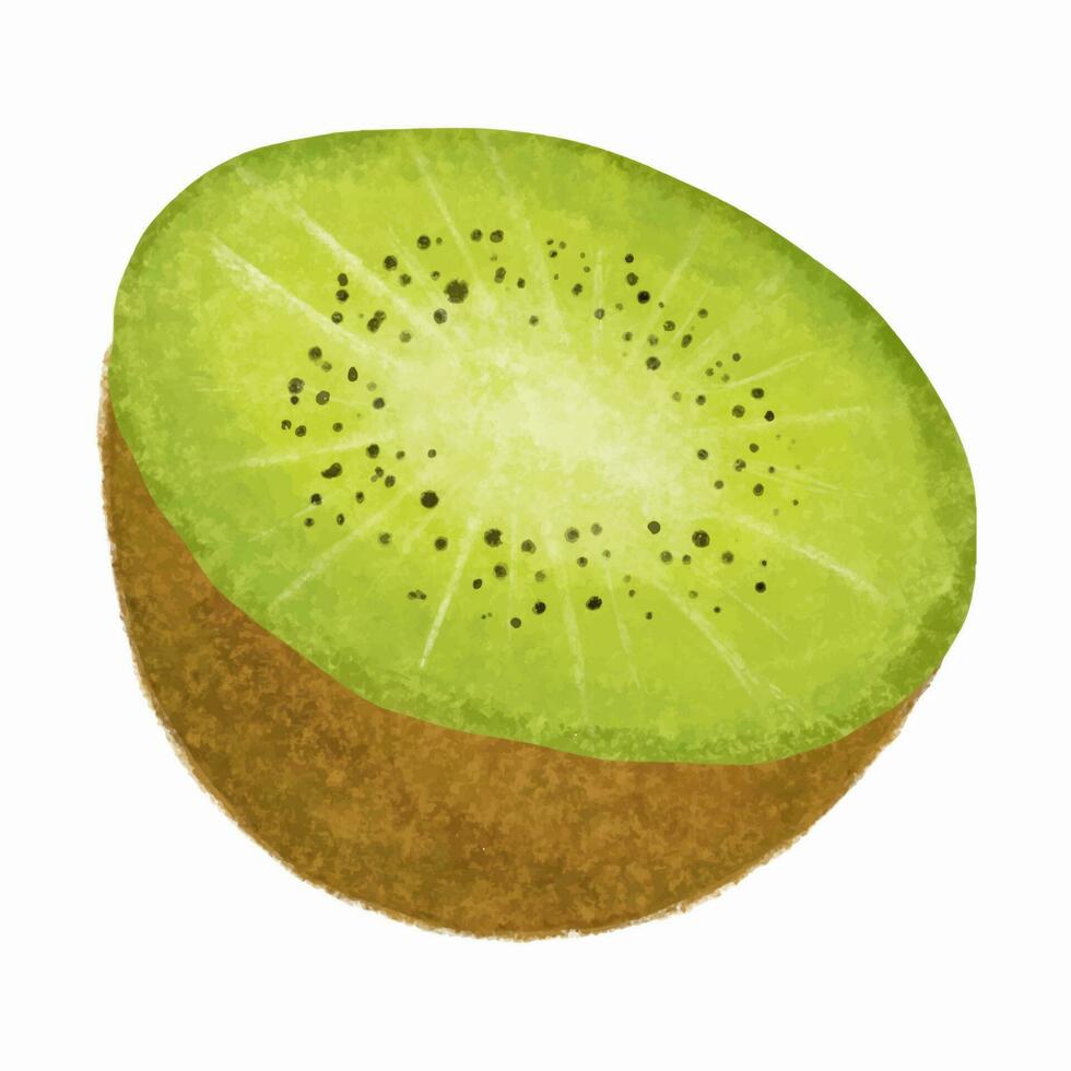 Kiwi fruit isolated on white background. Hand drawn illustration. vector