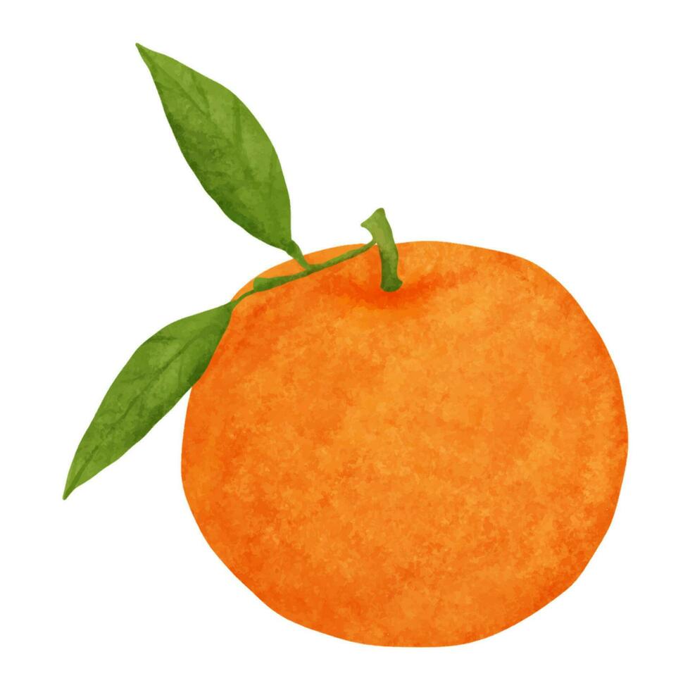 Watercolor orange fruit isolated on white background. Hand drawn illustration. vector