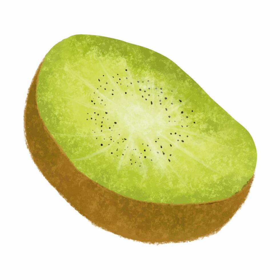 Kiwi fruit isolated on white background. Hand drawn illustration. vector
