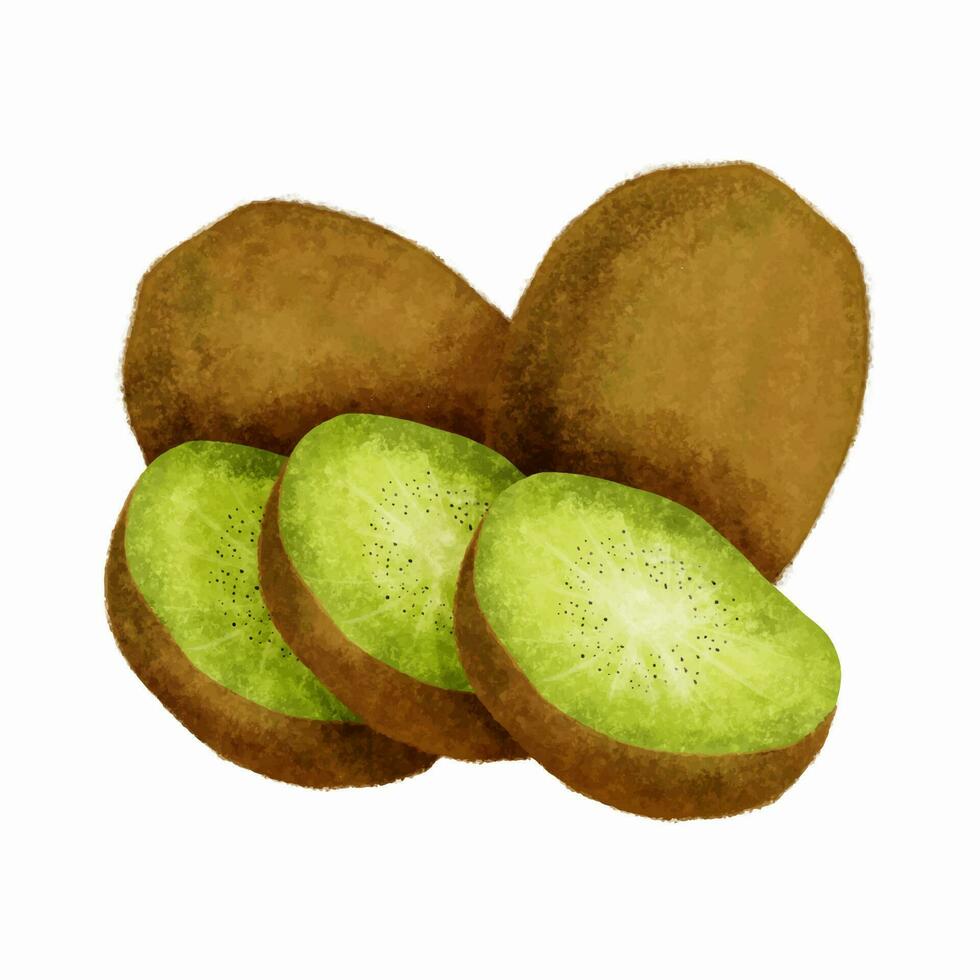 Kiwi fruit isolated on white background. vector