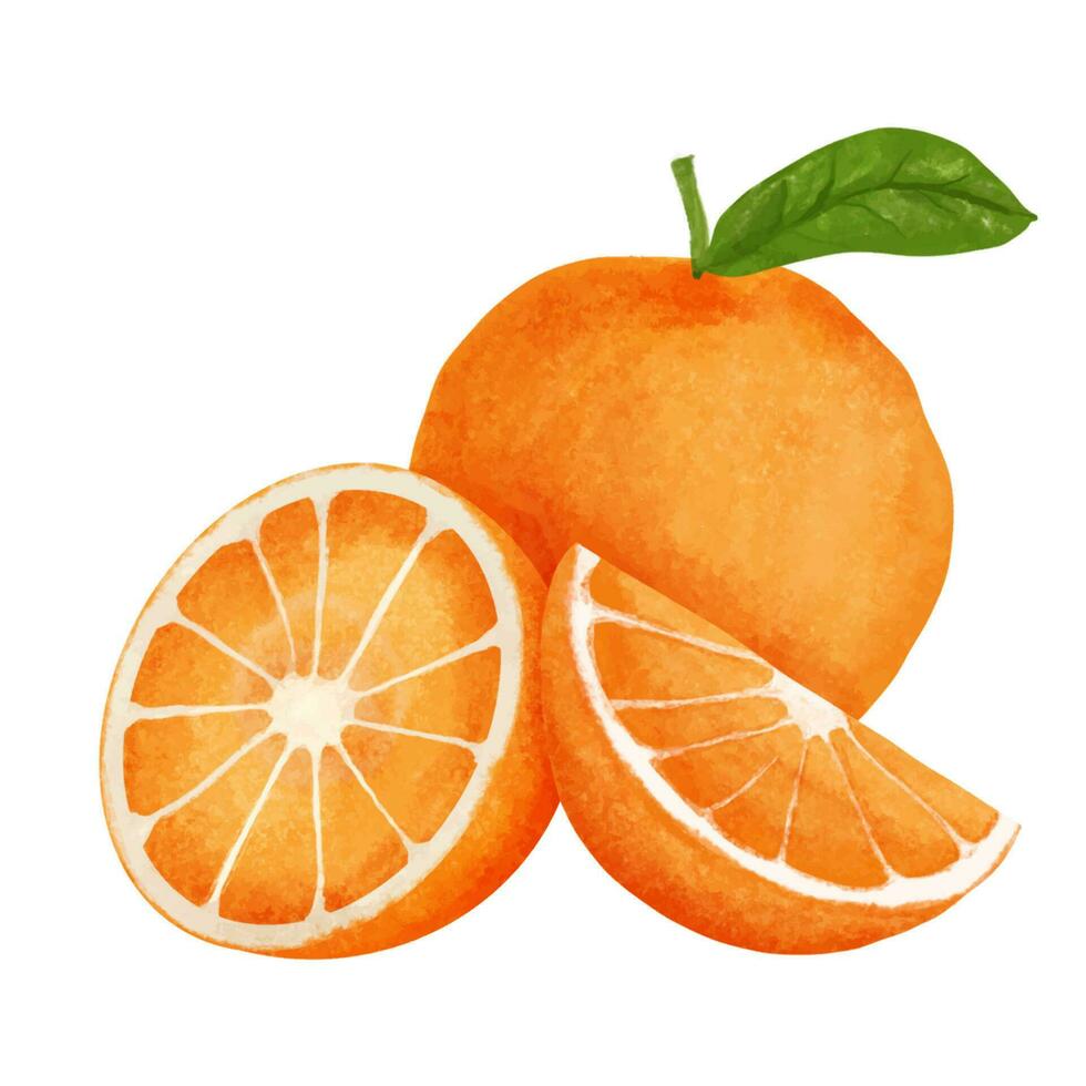 Watercolor orange fruit isolated on white background. Hand drawn illustration. vector