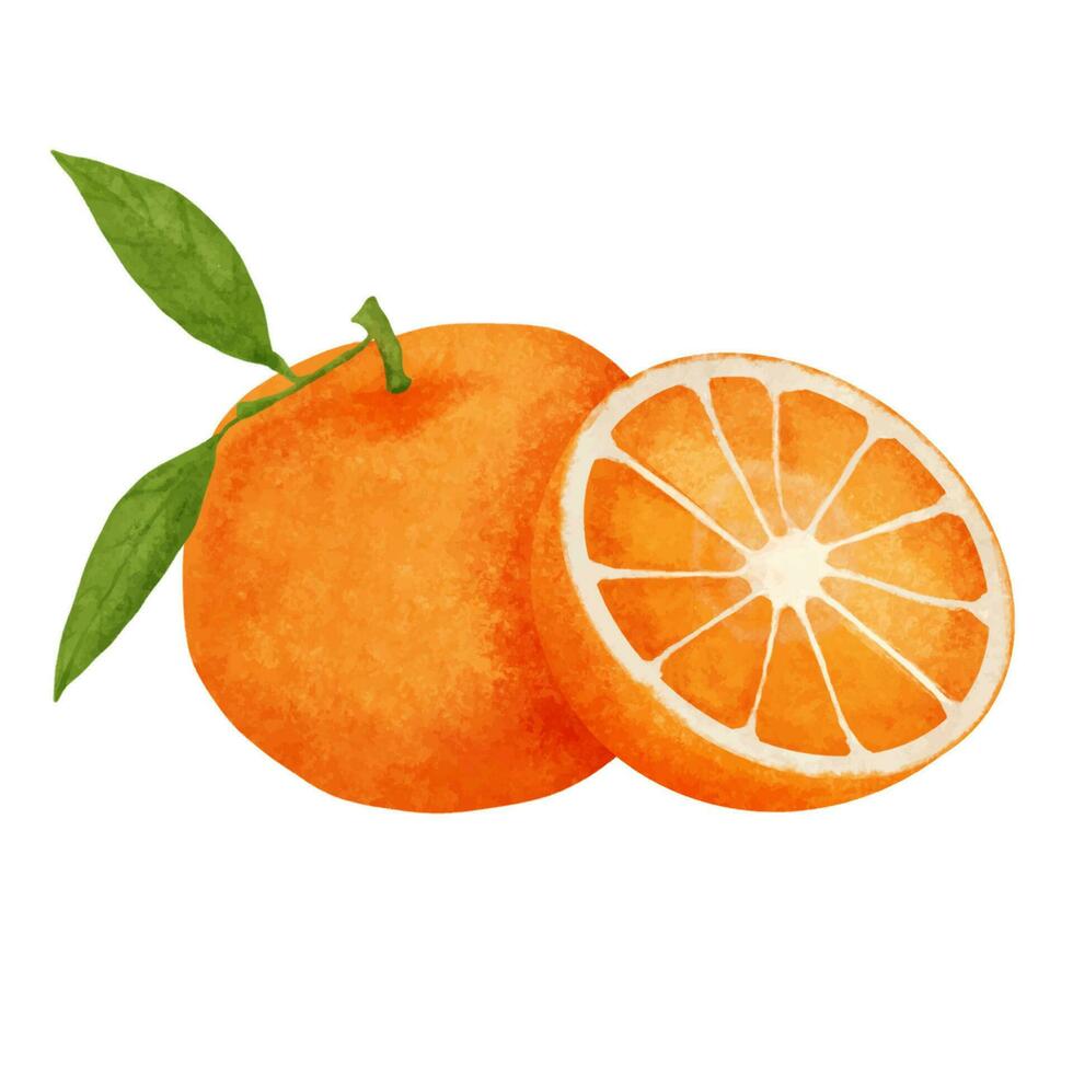 Watercolor orange fruit isolated on white background. Hand drawn illustration. vector
