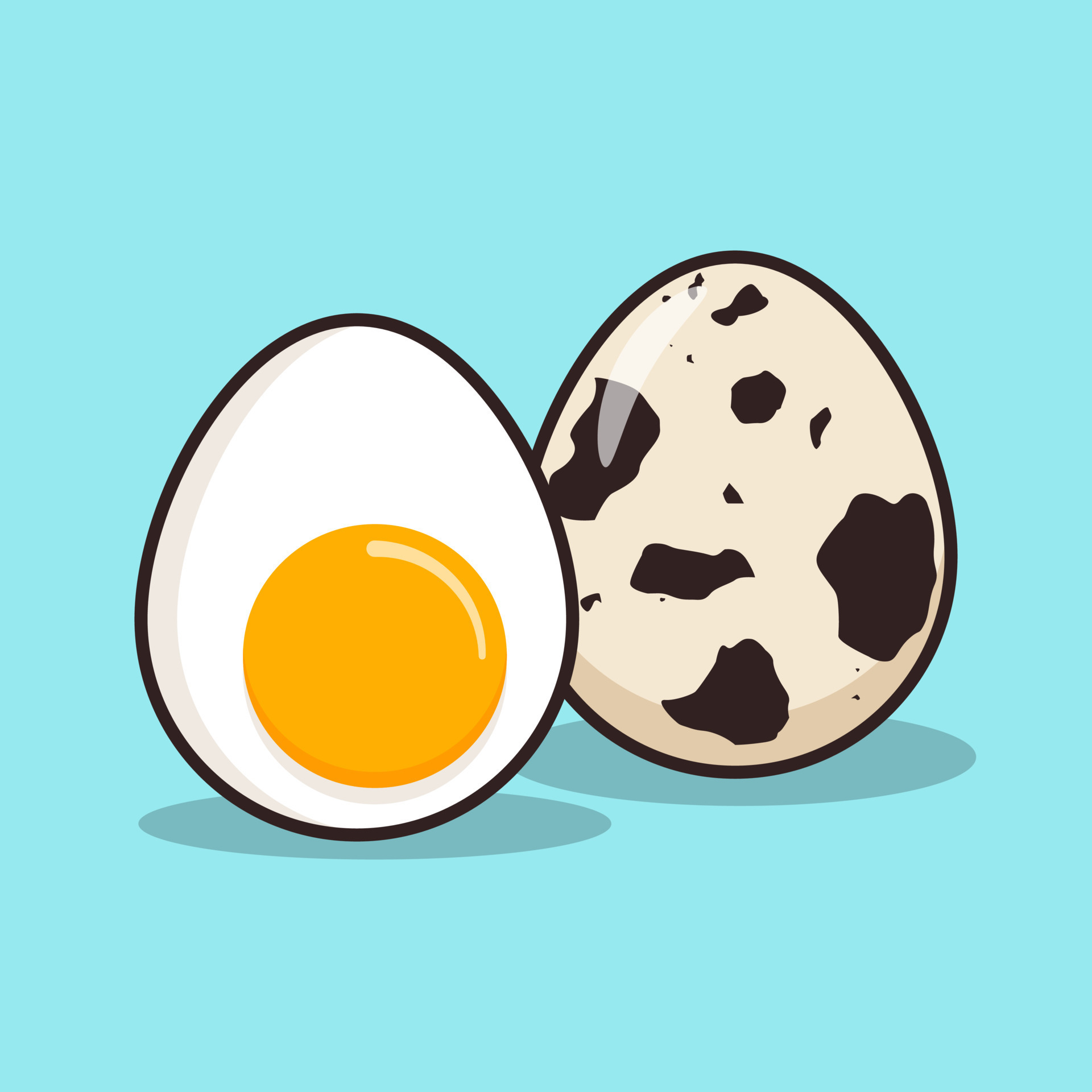 Quail Egg vector icon illustration. Quail egg icon concept isolated