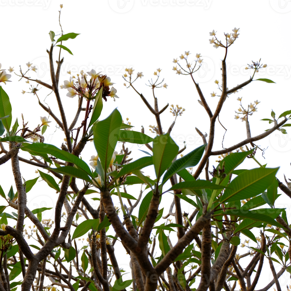 green leaves and flowers on a branch png