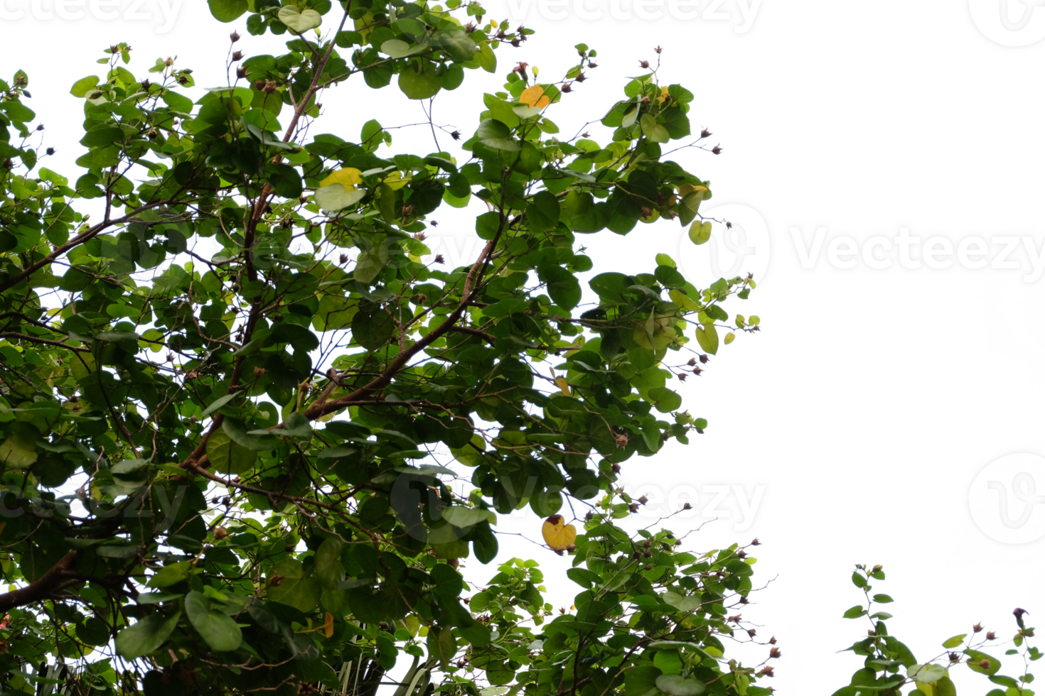 crop banana leaf foreground cut out background png