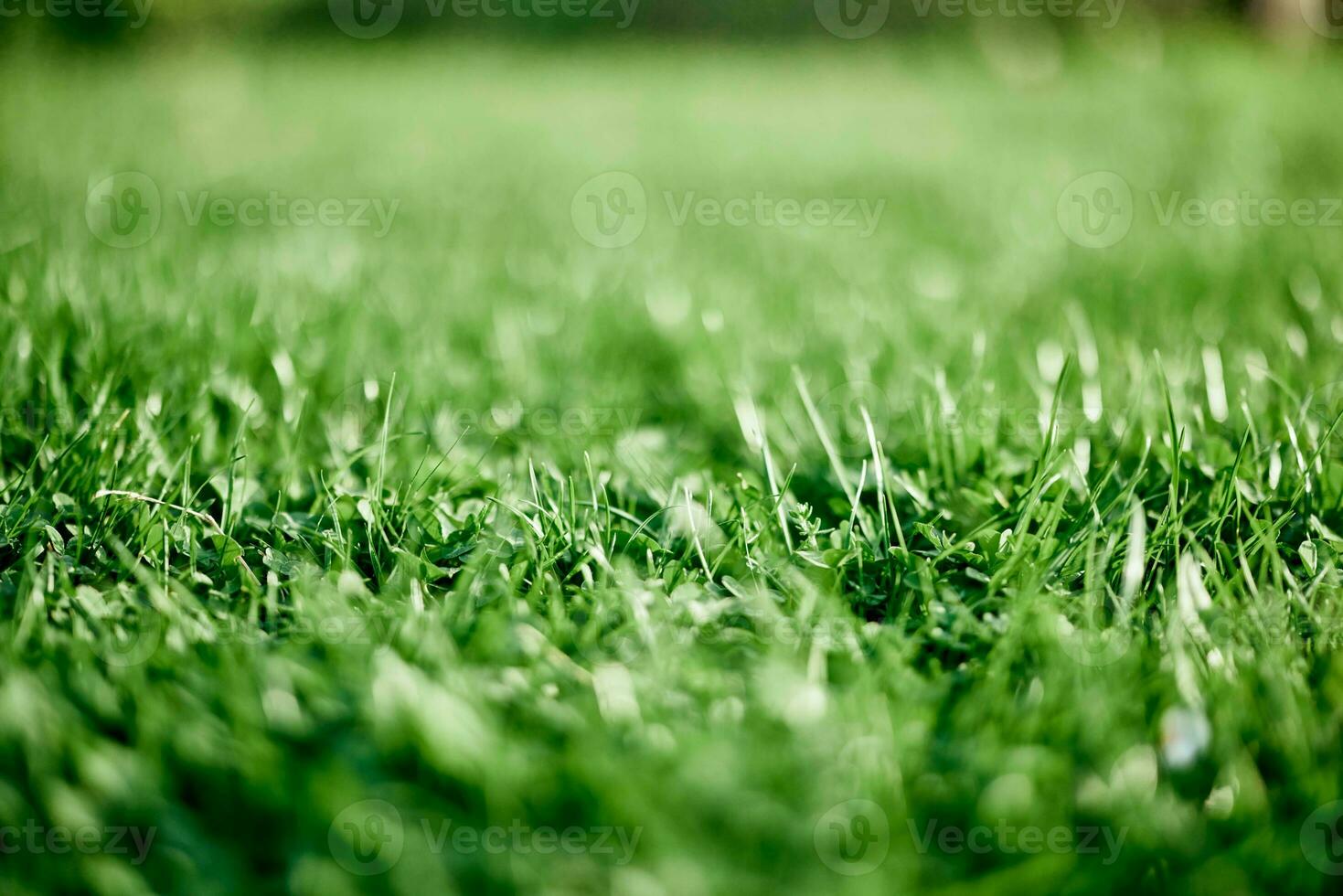 Fresh leaves of young green lawn grass close-up, clover and micro clover sprouts for landscape design and garden landscaping. Ecology and caring for nature as a way of life photo