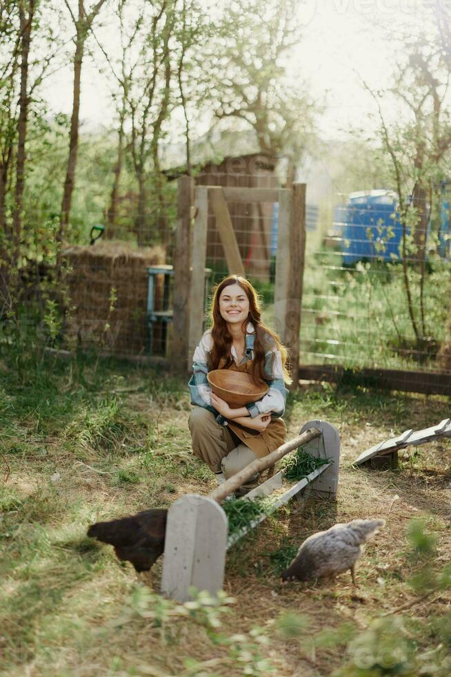 A woman works on a farm and feeds her chickens healthy food, putting young, organic grass in their feeders to feed them photo