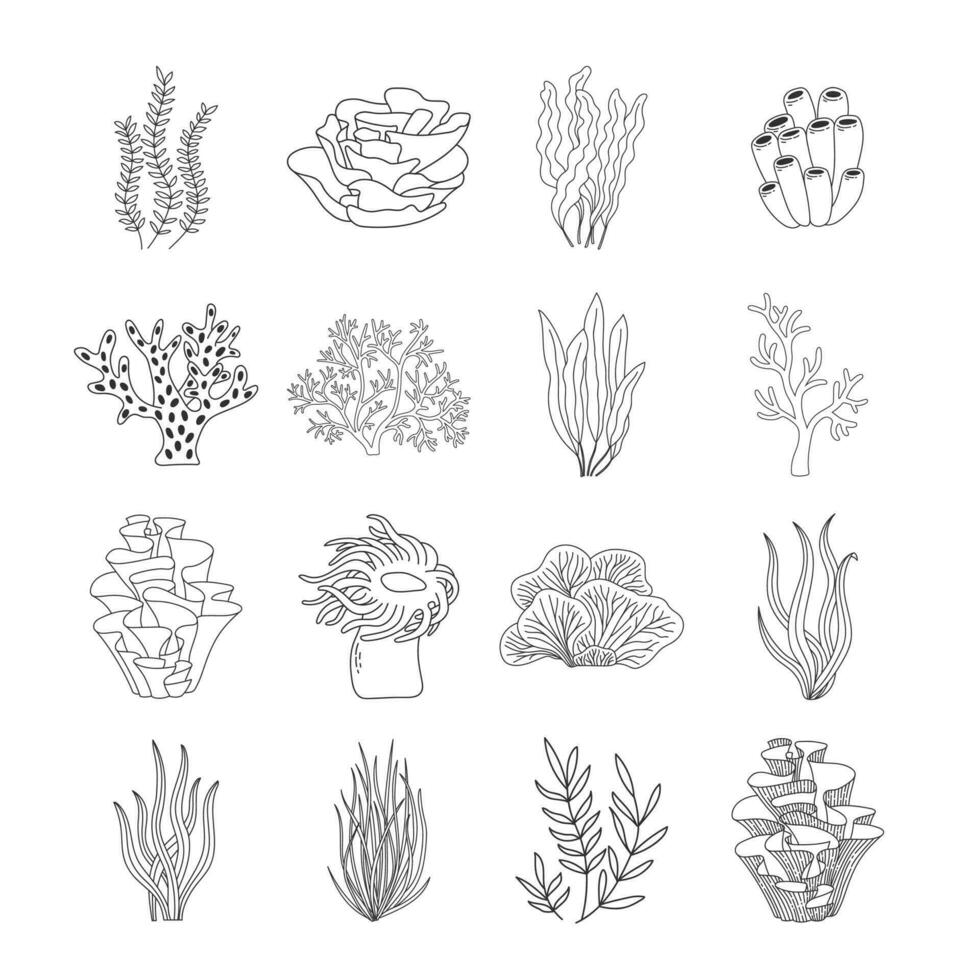 Trendy coral reef and seaweed vector collection. Underwater ocean plants line icon set. Aquarium algae, laminaria, kelp water life isolated on white background.