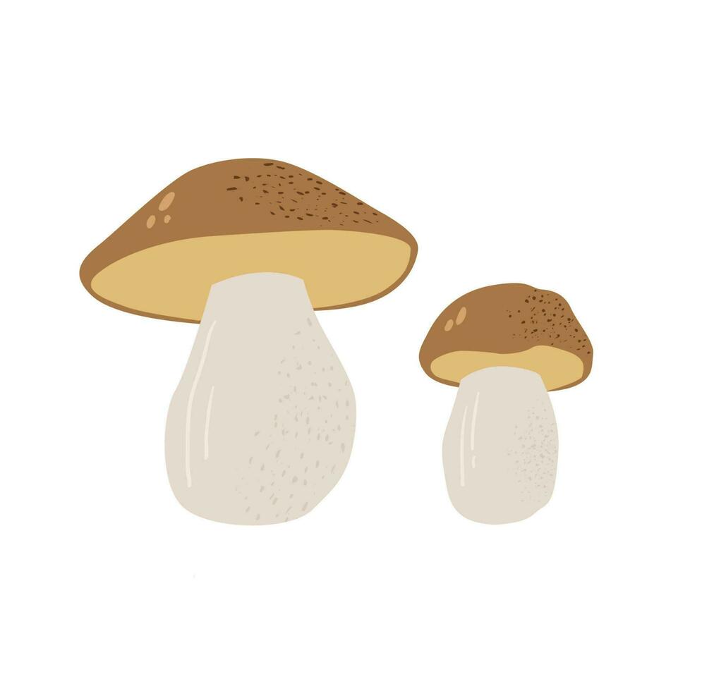 Mushrooms flat vector illustration. Cep isolated on white background