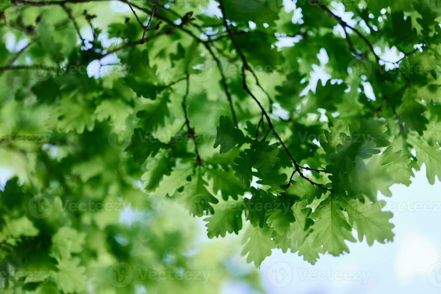The green leaves of the oak tree close-up against the sky in the sunlight in the forest photo