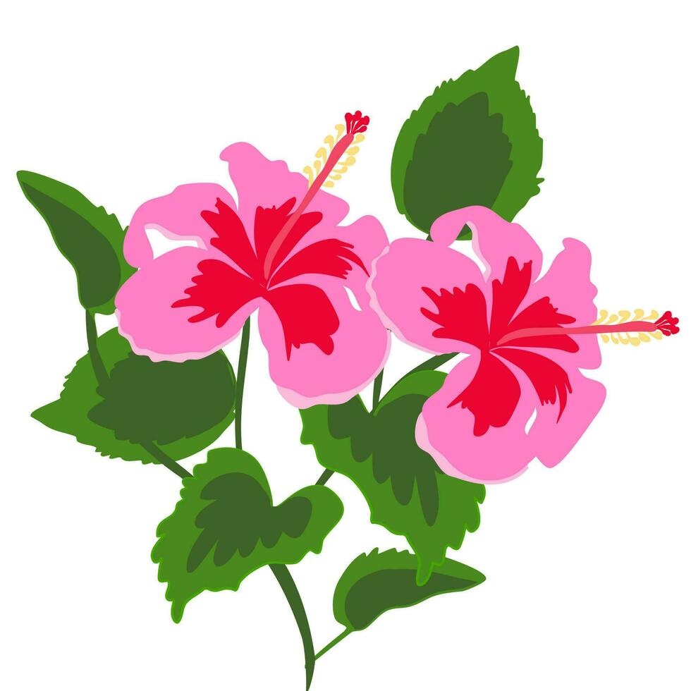 Illustration of tropical hibiscus rosa-sinensis flower. Floral pink hibiscus design set hand drawn. Perfect for card, postcard, tags, invitation, printing, wrapping, wedding. Design element. vector