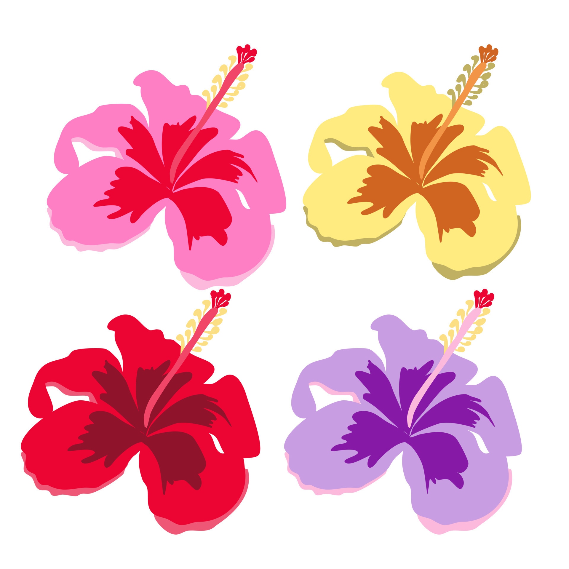 Colorful of hibiscus rosa-sinensis flower vector on white background