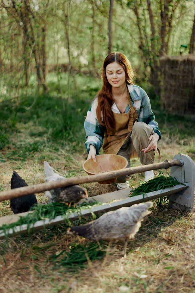 Woman farmer smiles and pours food for the birds at the bird feeder at the chicken farm photo