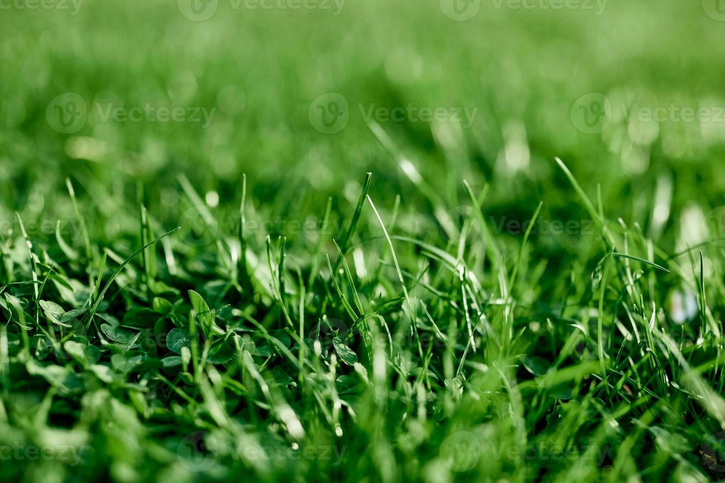 Costeffective green clover grass for landscaping the garden by the