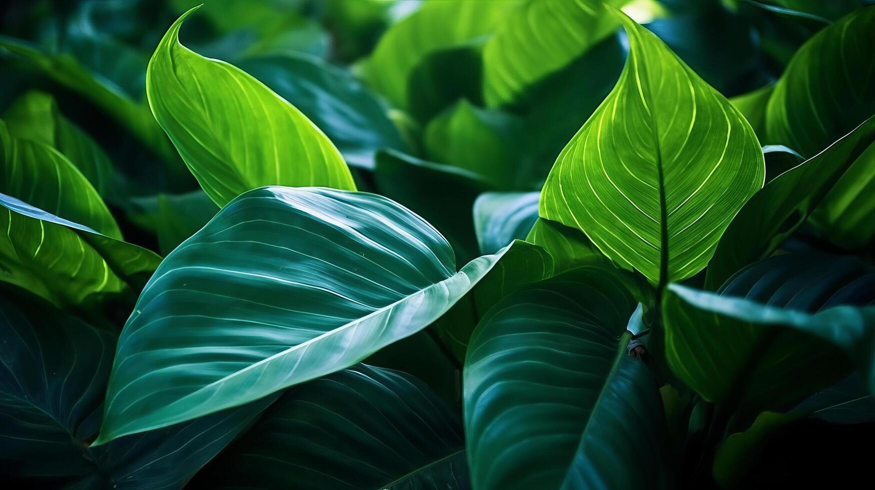 Tropical leaves background. Illustration photo