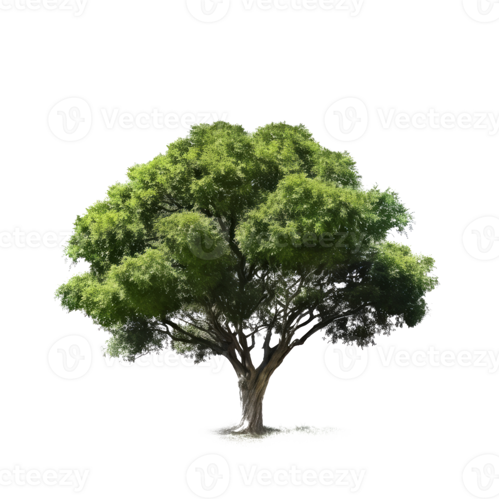 Green tree isolated. Illustration png