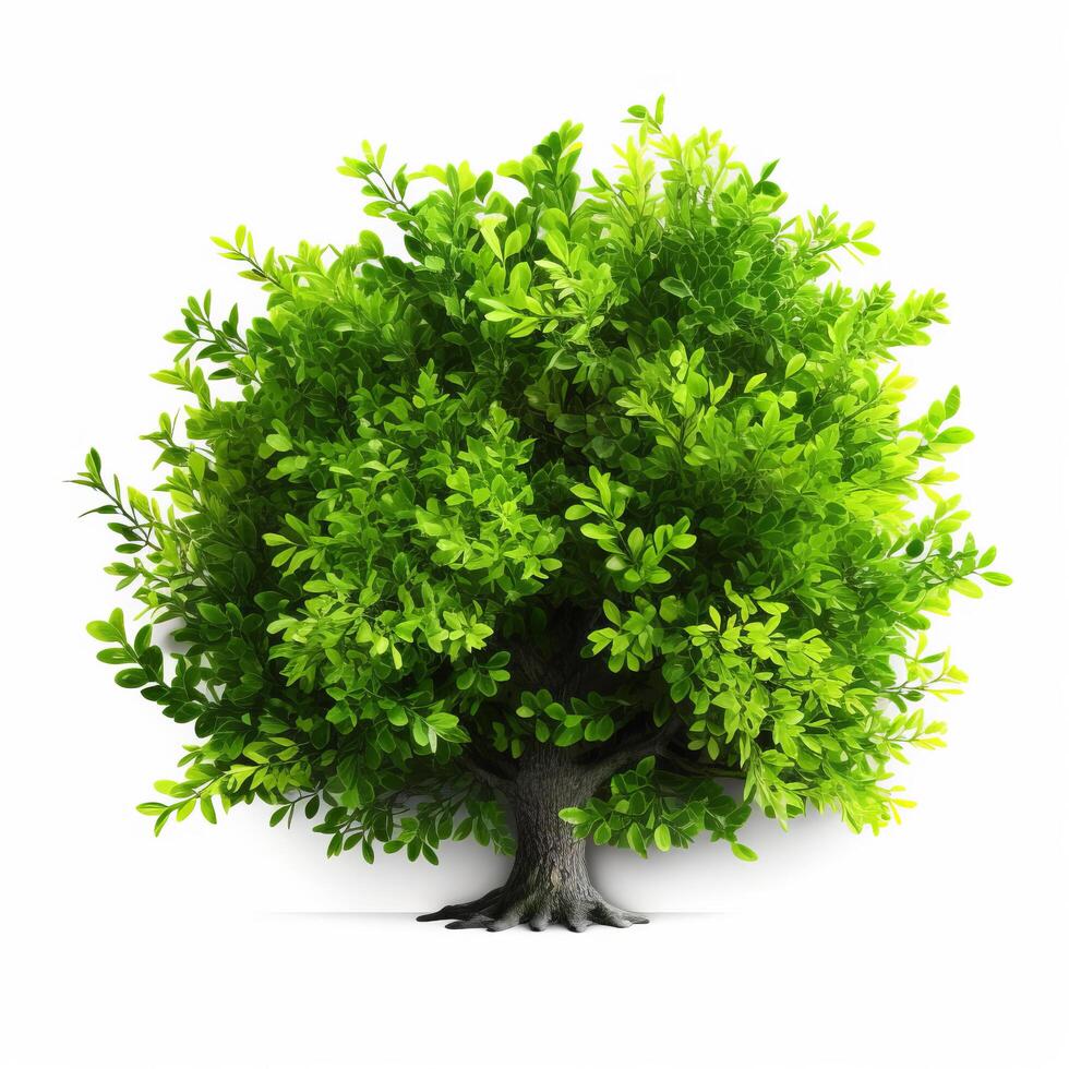 Green bush isolated. Illustration photo