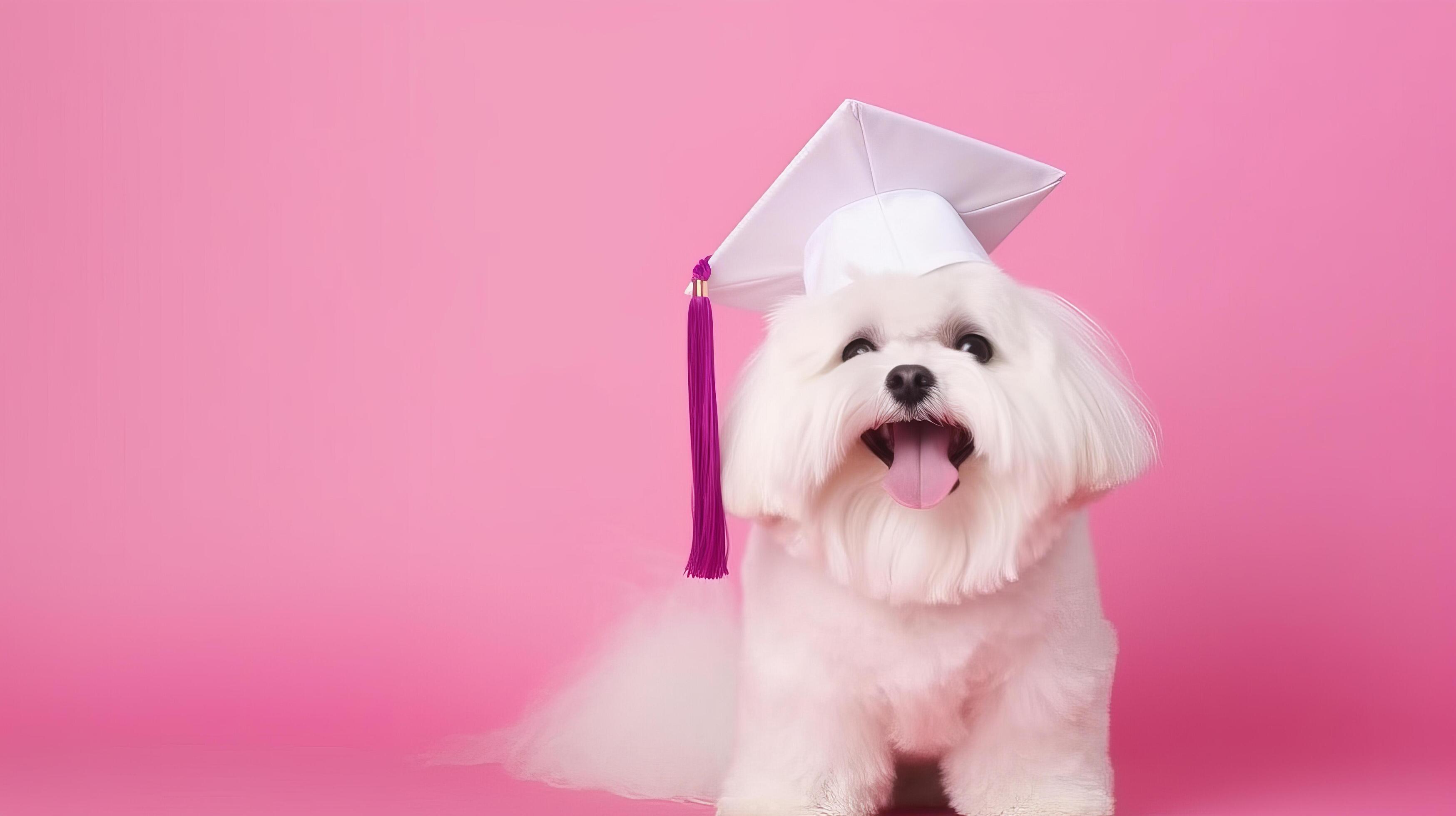 Cute dog in graduation cap illustration 23698291 stock photo at vecteezy