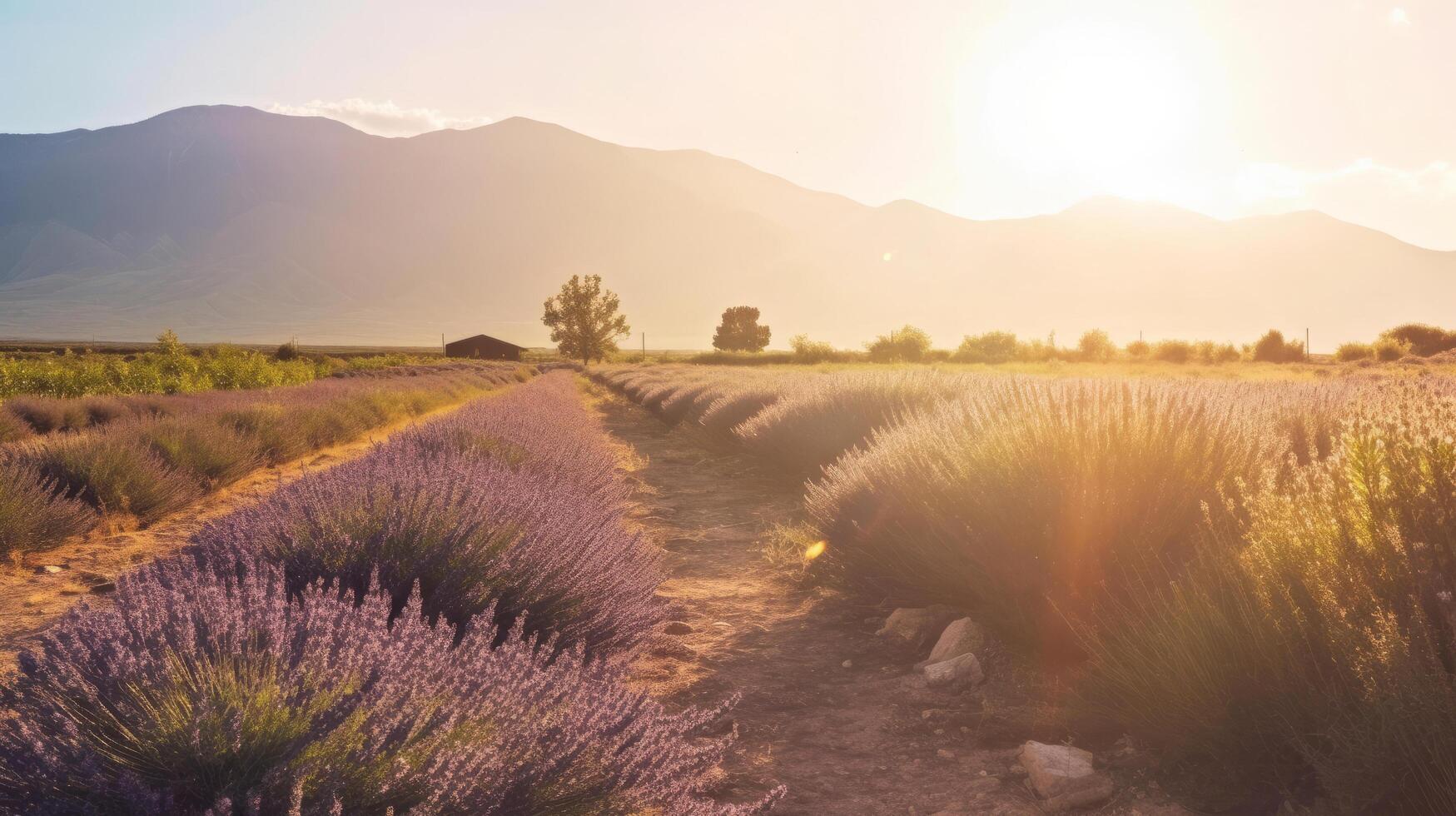 Lavender field background. Illustration photo