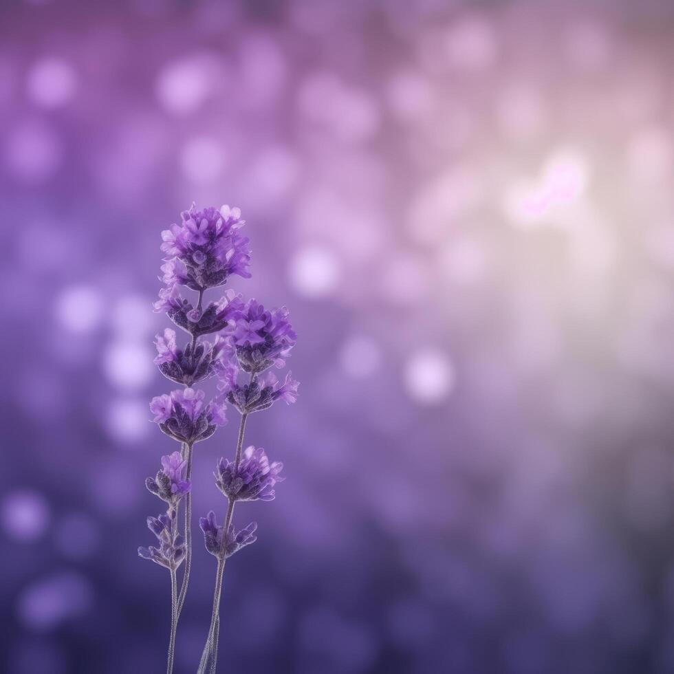 Lavender field background. Illustration photo