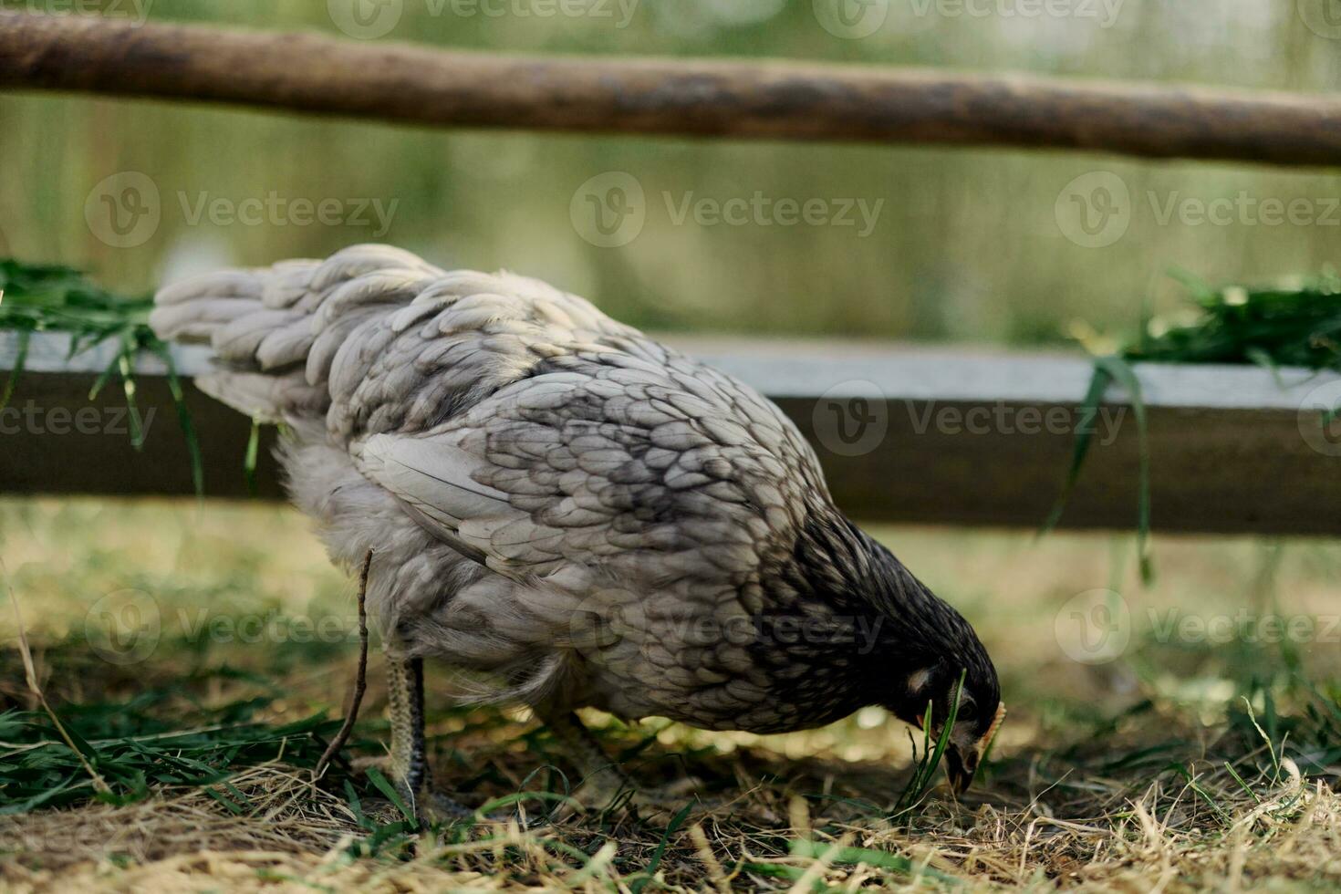 un gris gallina picoteo a Fresco orgánico alimentar desde un granja alimentador mientras en pie en verde césped en el naturaleza foto