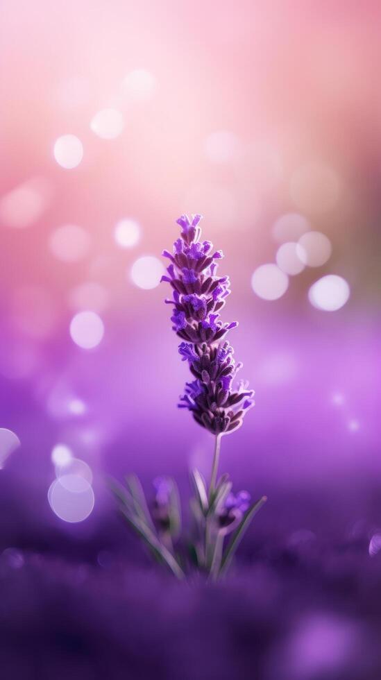 Lavender flower background. Illustration photo