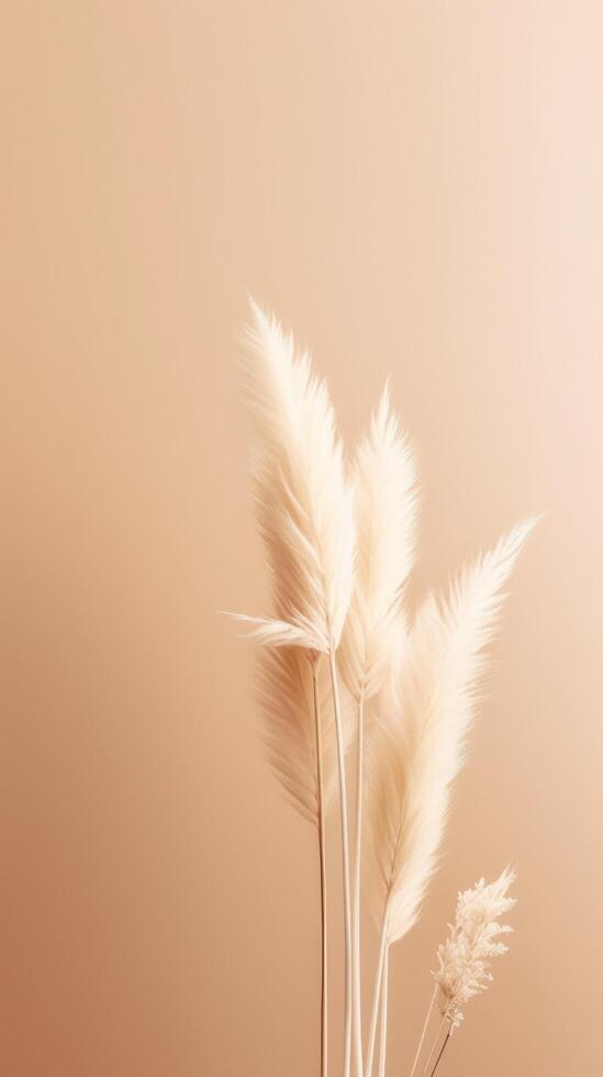 Pampas grass beige minimalist background. Illustration photo