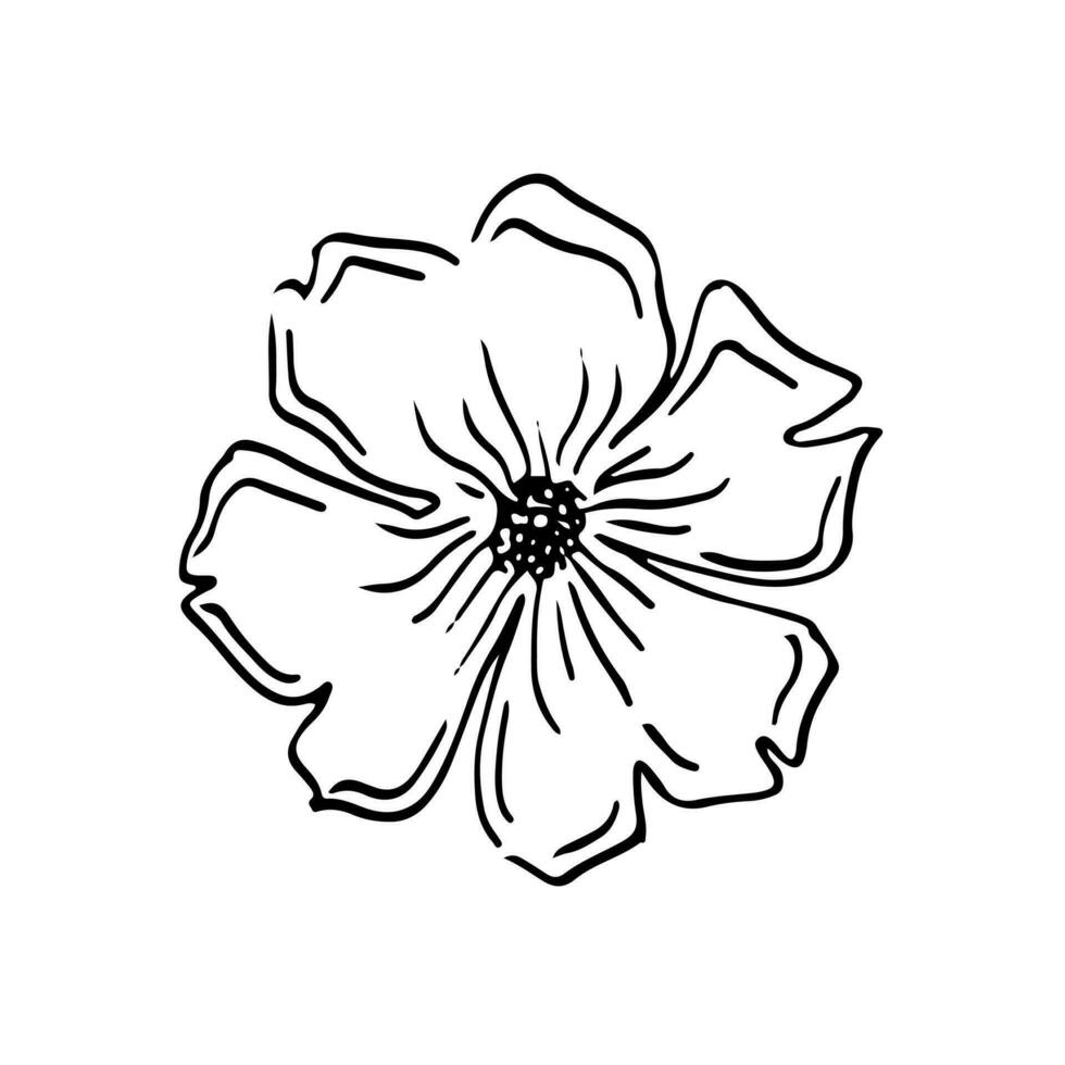 Poppies flowers continuous line drawing. Editable line. Black and white art. illustration. vector