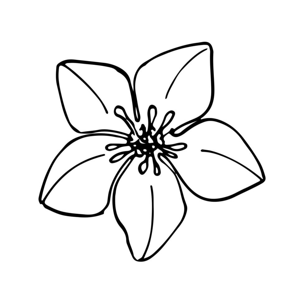 Poppies flowers continuous line drawing. Editable line. Black and white art. illustration. vector