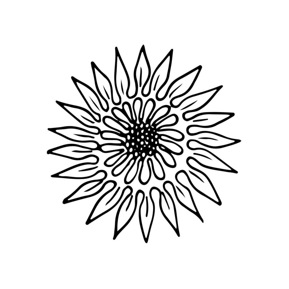 Poppies flowers continuous line drawing. Editable line. Black and white art. illustration. vector