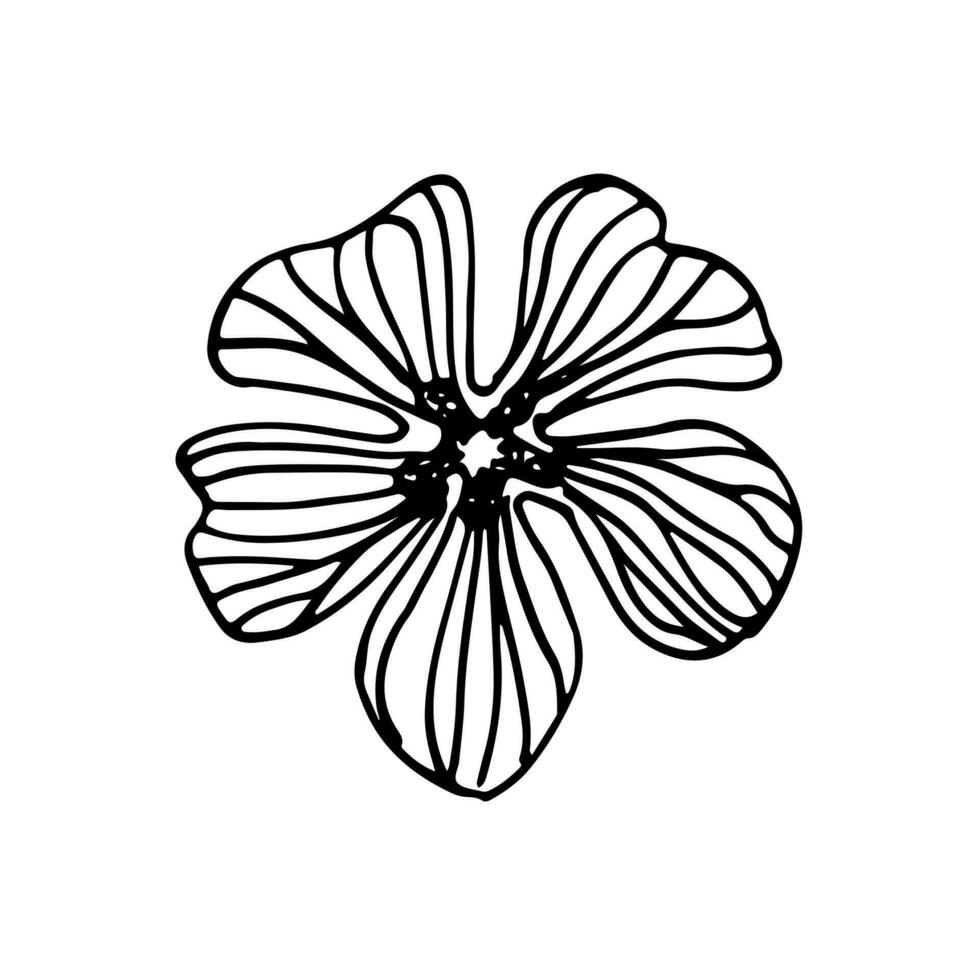 Poppies flowers continuous line drawing. Editable line. Black and white art. illustration. vector