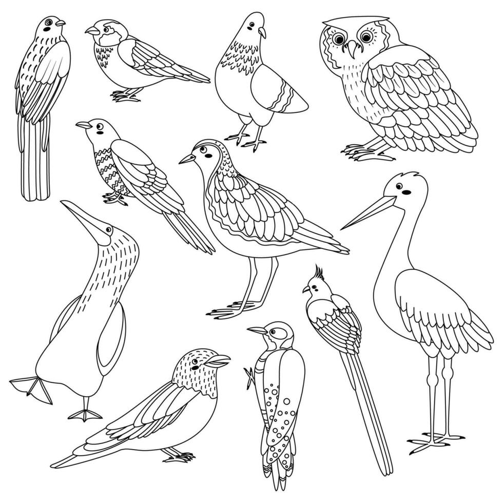 Set of birds trogon, sparrow, dove, owl, cuckoo, plover, sula nebouxii, coracias garrulus, woodpecker, coliiformes, stork vector