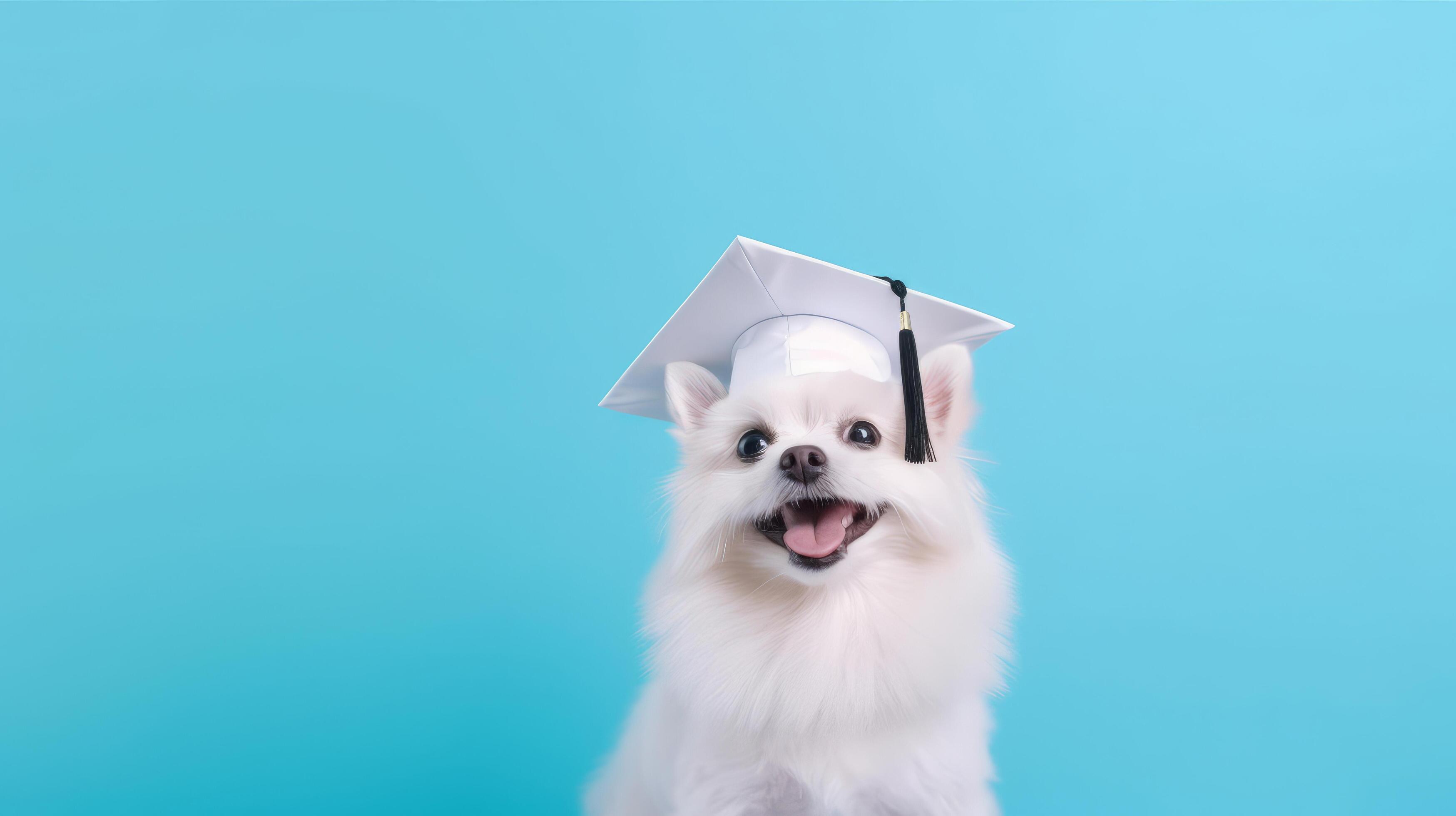Cute dog in graduation cap illustration 23712402 stock photo at vecteezy