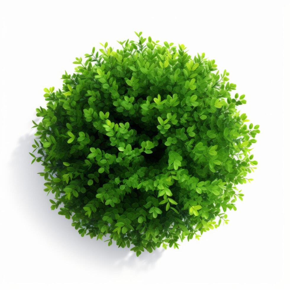 Green bush isolated. Illustration photo
