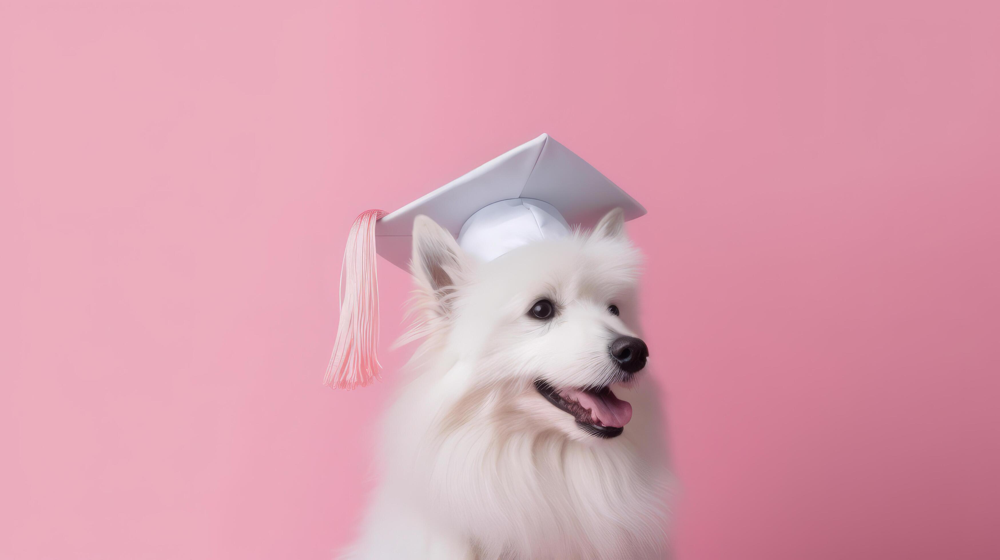 Cute dog in graduation cap illustration 23712501 stock photo at vecteezy
