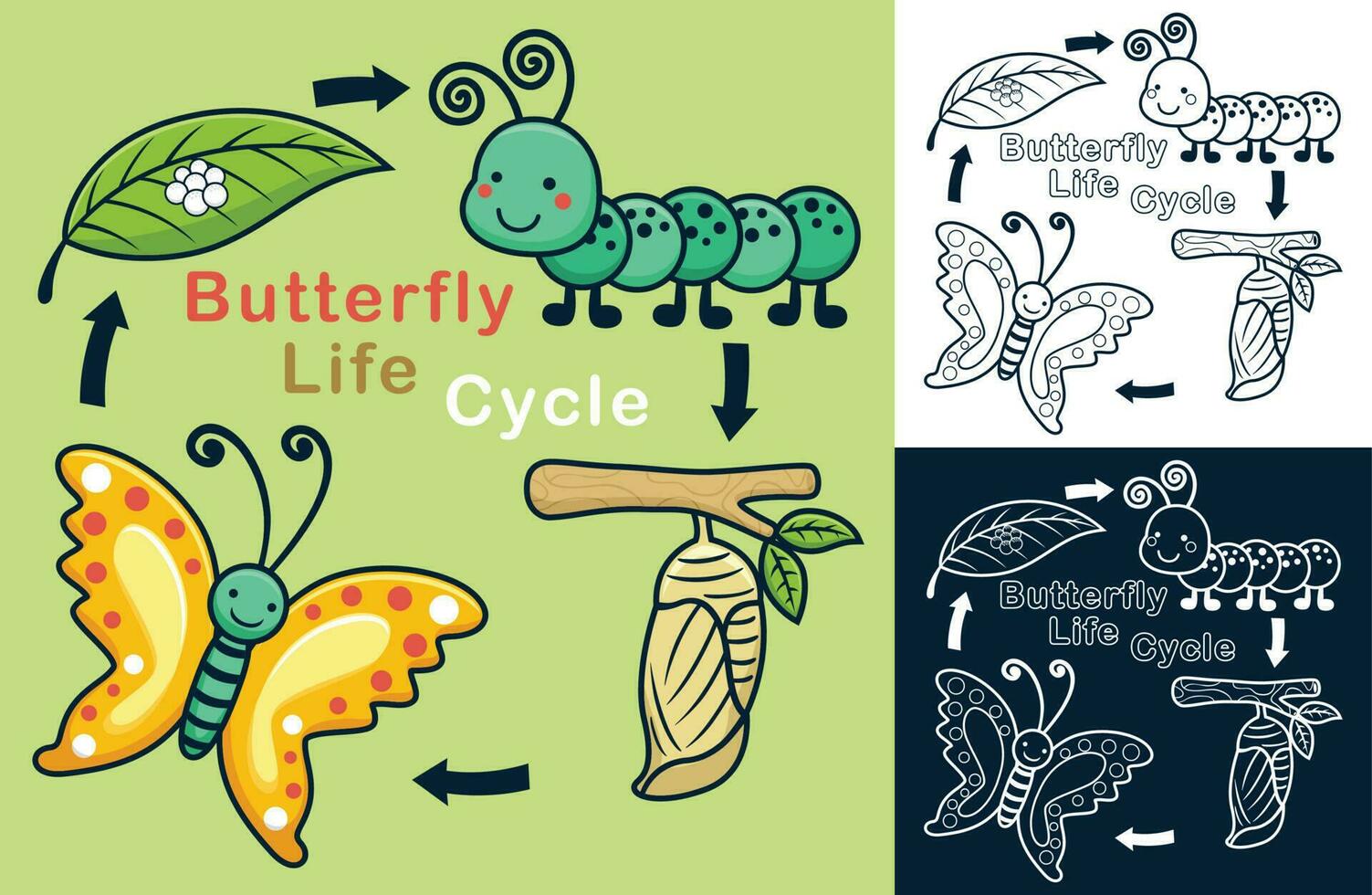 Vector cartoon of funny butterfly life cycle illustration