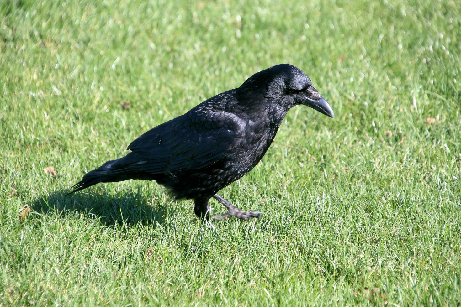 A view of a Crow photo