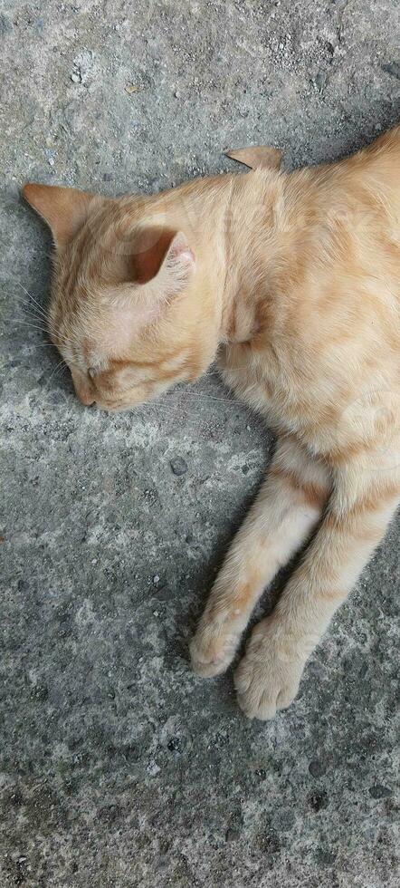 A cat that sleep on a concrete floor. photo