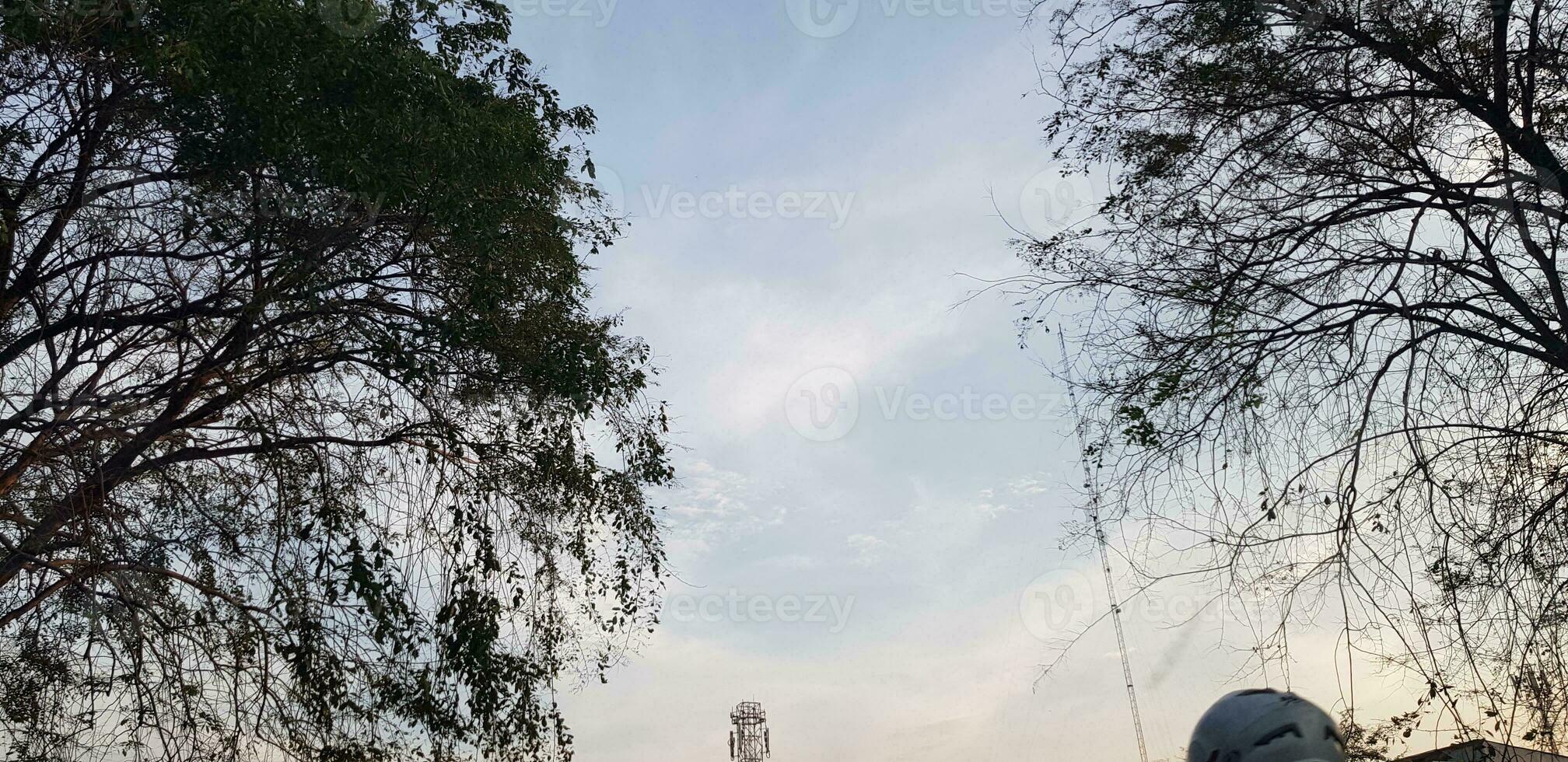 Trees with very lush leaves and twigs with blue sky and white clouds in the background. photo