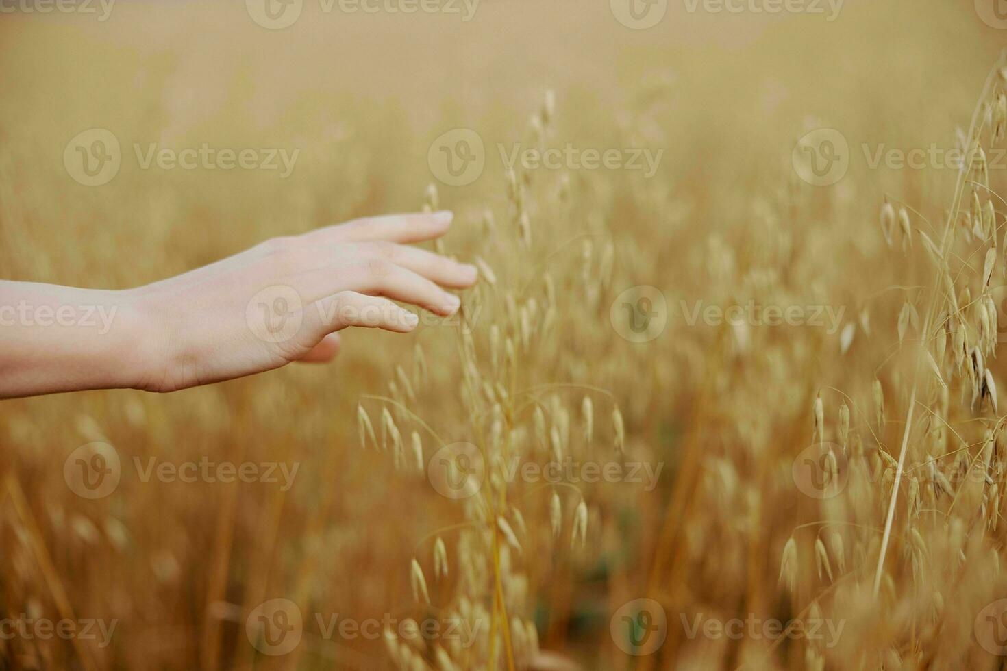 female hand wheat crop agriculture industry fields nature photo