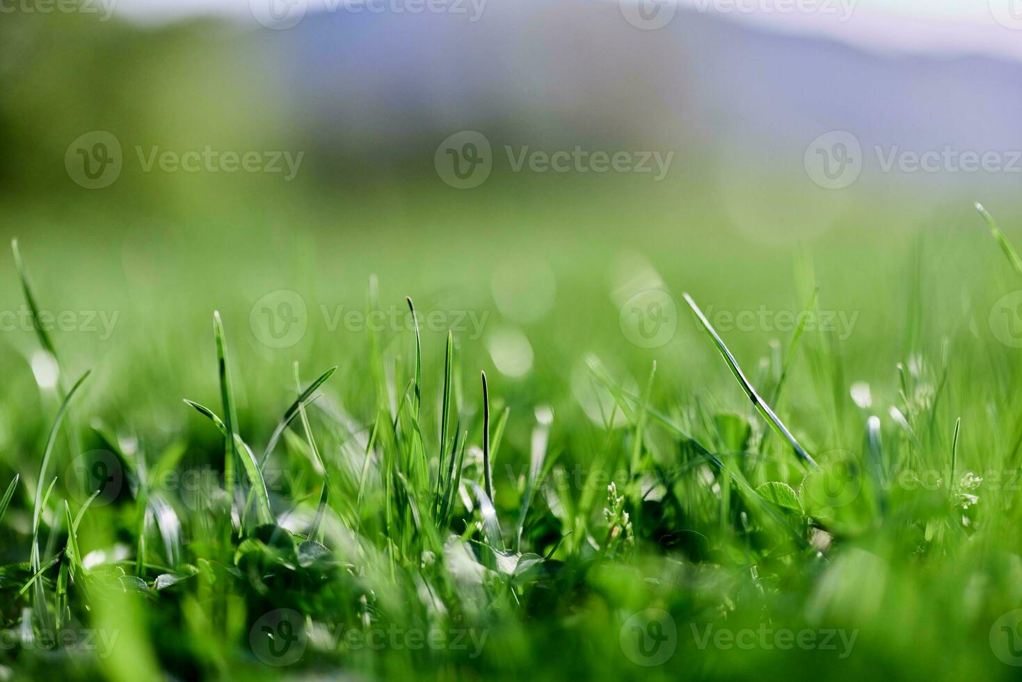 Spring nature with young green grass in close-up photo