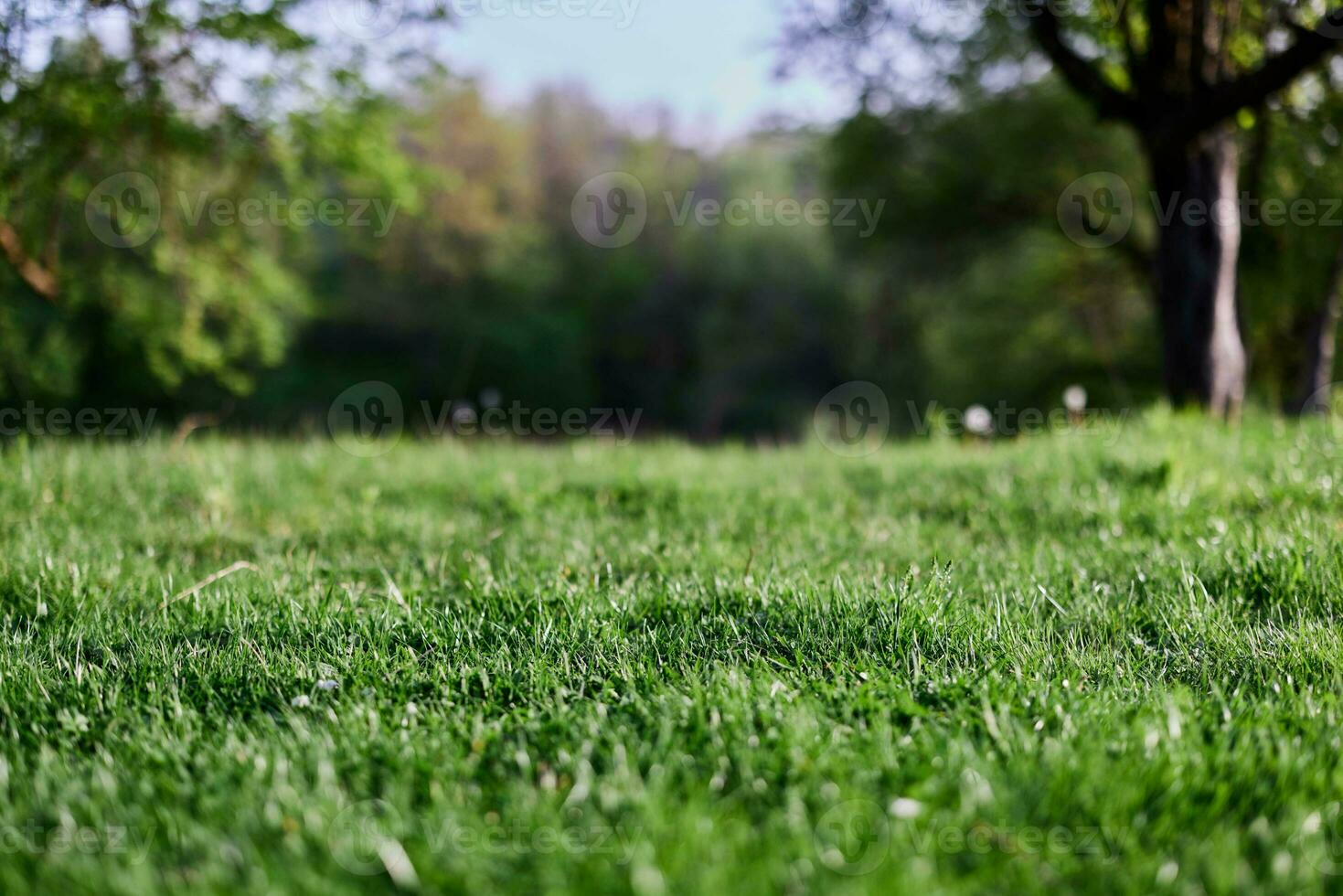 Green grass desktop screensaver, ecology and care for the environment photo