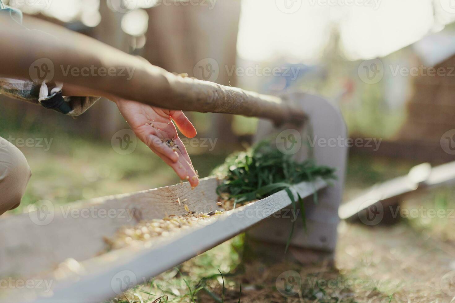 A woman works on a farm and feeds her chickens with healthy food, putting young, organic grass and compound feed into their feeders by hand to feed them photo