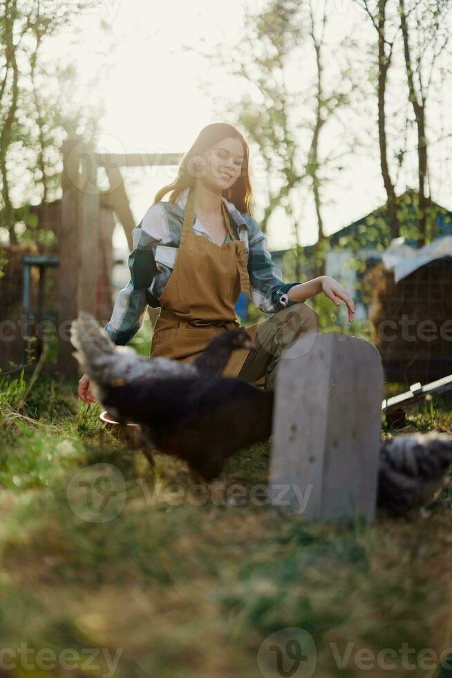 un mujer se sienta en el pájaro bolígrafo y alimenta el pollos orgánico sano Fresco comida para el la seguridad y salud de el aves en el granja en un soleado verano día a puesta de sol foto