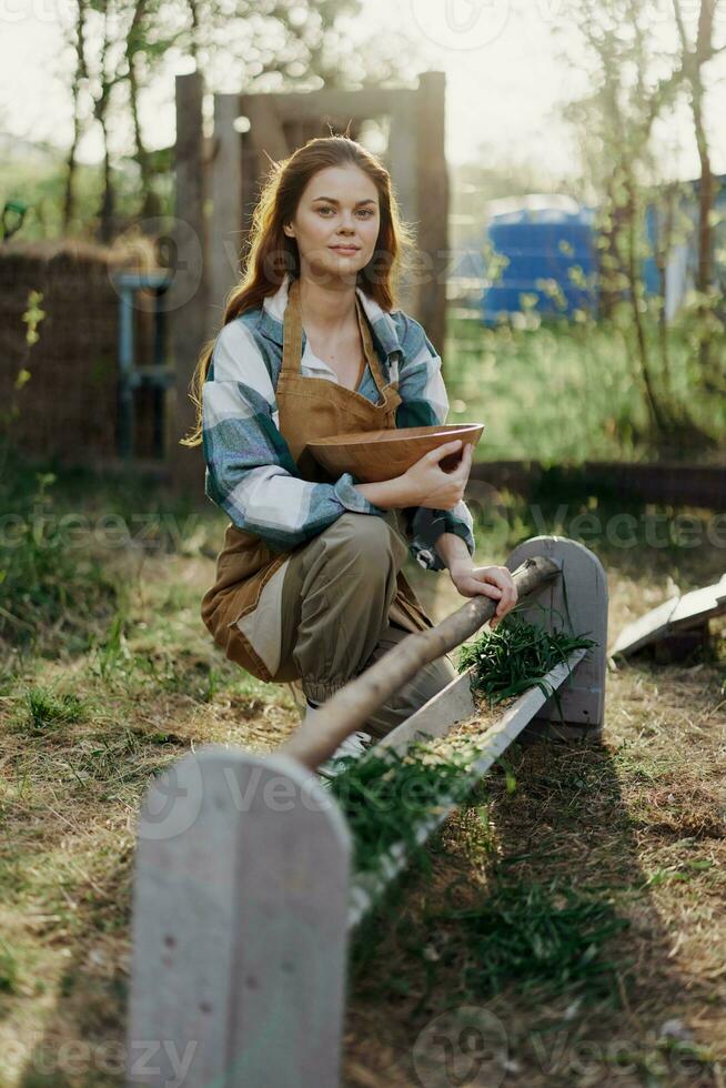 A woman sits in a poultry pen with a bowl of organic feed for feeding chickens and rests after hard work on a summer day lit by sunset light photo