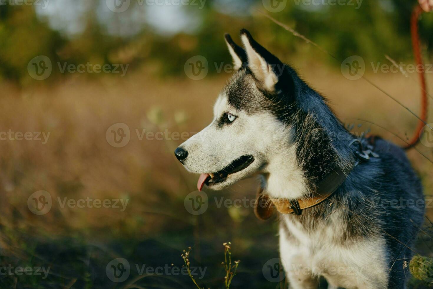 retrato de un fornido perro en naturaleza en el otoño césped con su lengua pega fuera desde fatiga dentro el puesta de sol felicidad perro foto