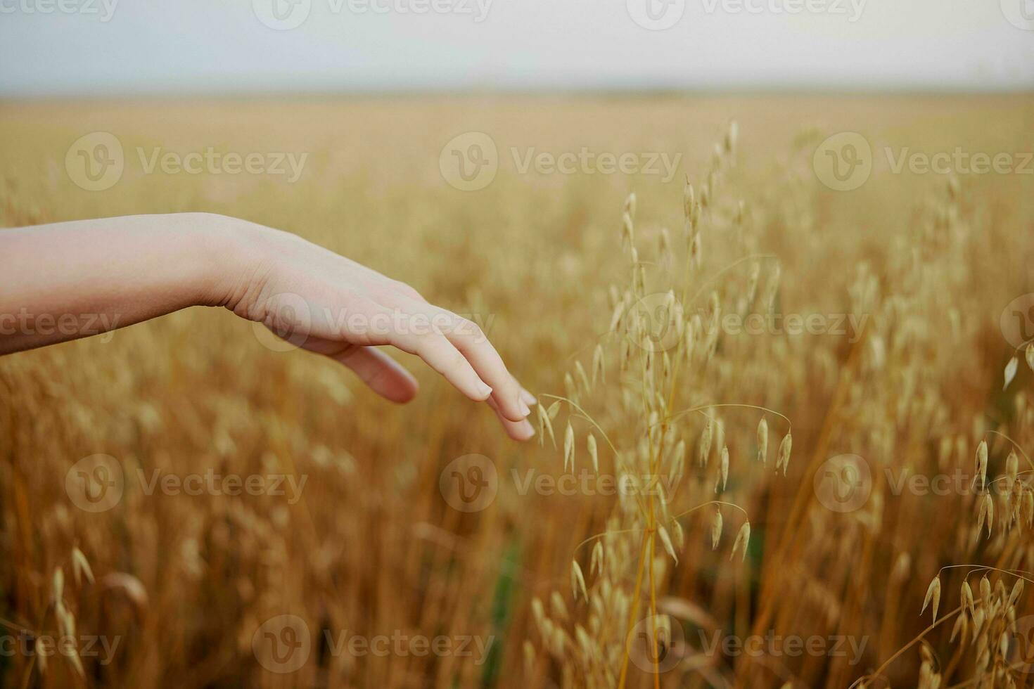 female hand wheat crop agriculture industry fields nature photo