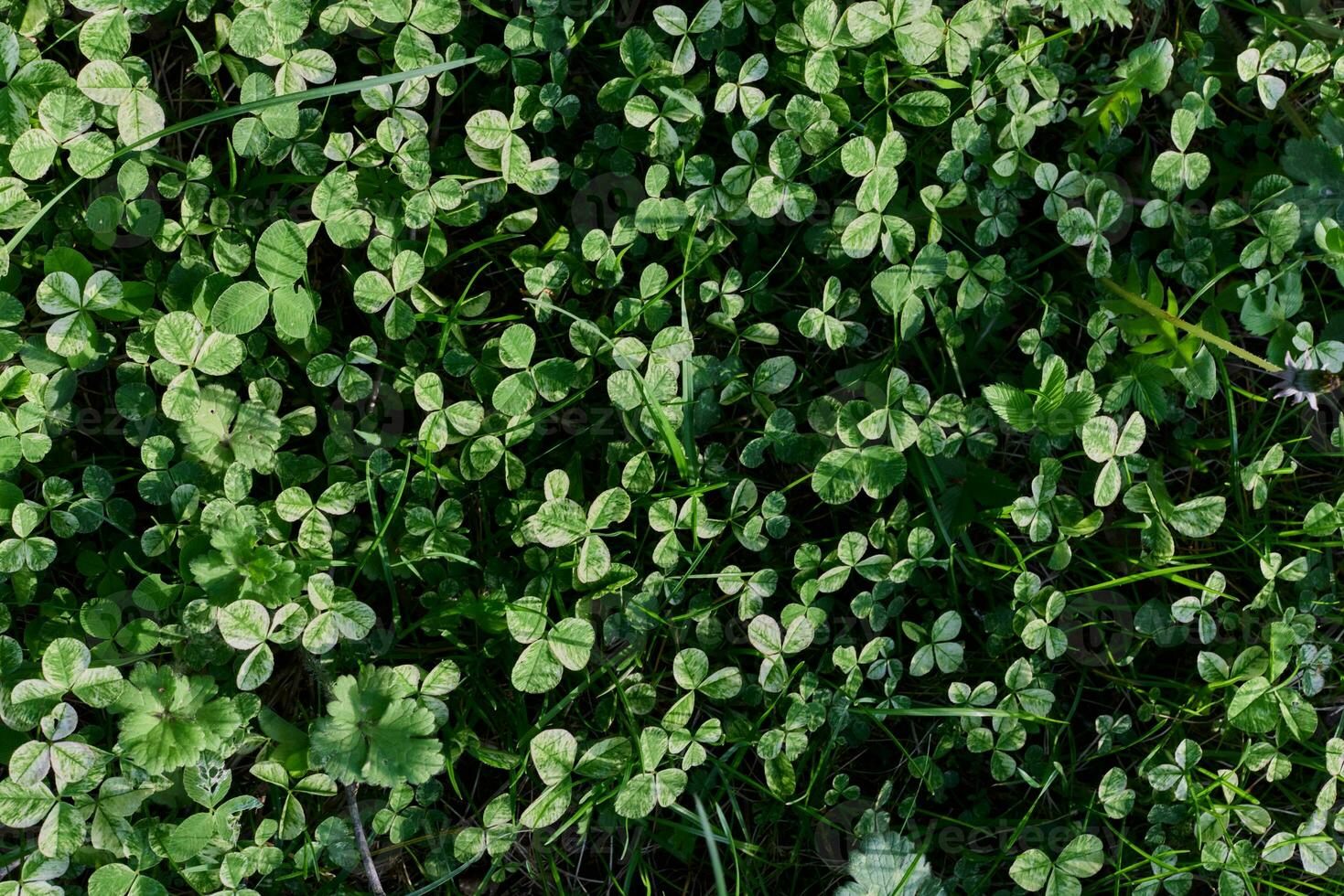 Clover grass leaves are green and freshly shot close-up of the lawn. The concept of caring for the environment and the planet photo