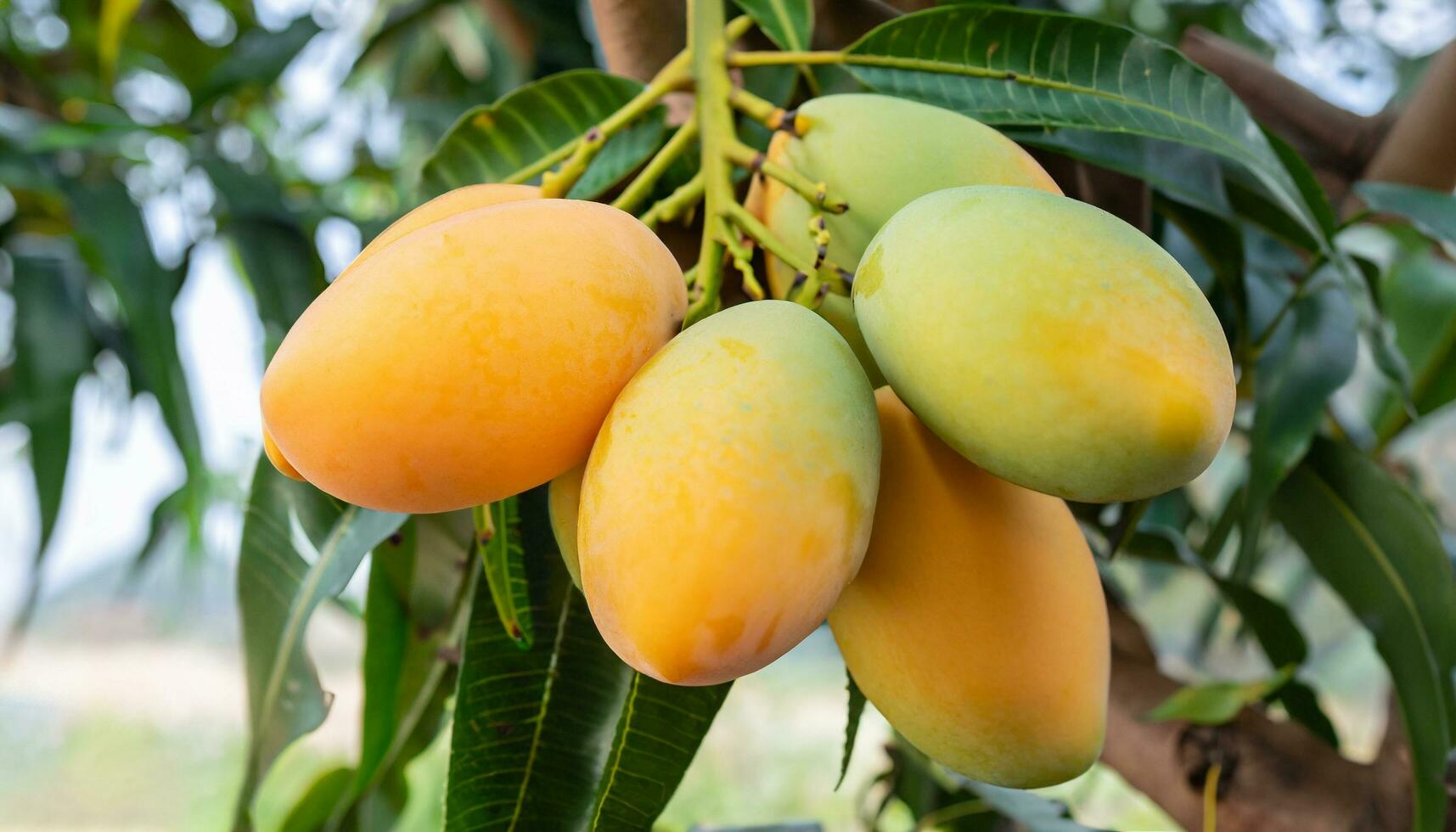 Mango fruit hanging on a tree with a rustic wooden table photo