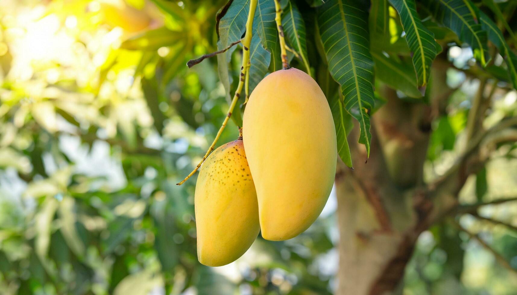 Mango fruit hanging on a tree with a rustic wooden table photo